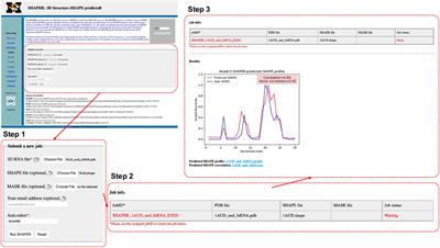 SHAPER: A Web Server for Fast and Accurate SHAPE Reactivity Prediction